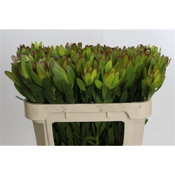 Leucadendron Goldstrike 70 cm A1