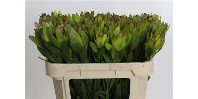 Leucadendron Goldstrike 70 cm A1