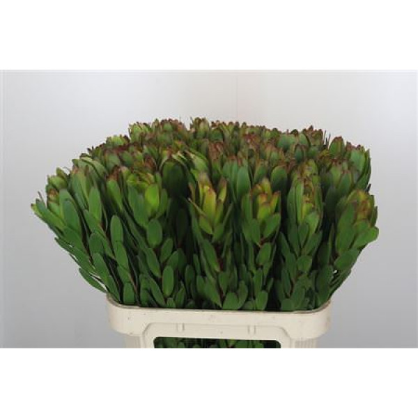 Leucadendron Goldstrike 80 cm A1