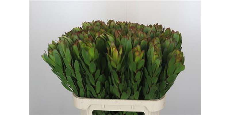 Leucadendron Goldstrike 80 cm A1