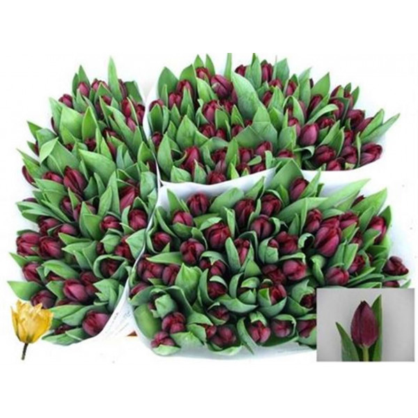 Tulips En Black Jack 38cm A1 Col-Purple