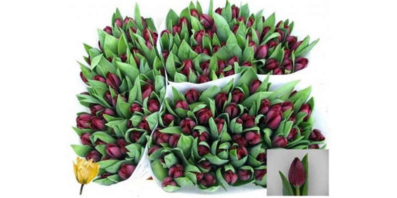 Tulips En Black Jack 38cm A1 Col-Purple