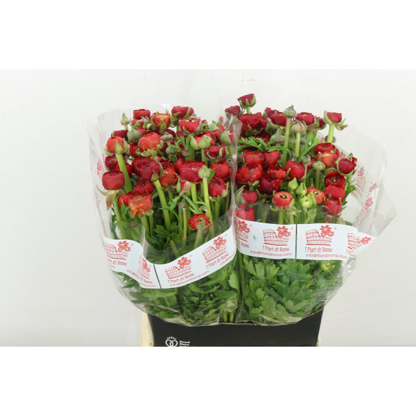 Ranunculus El Red 46cm A1 Col-Red