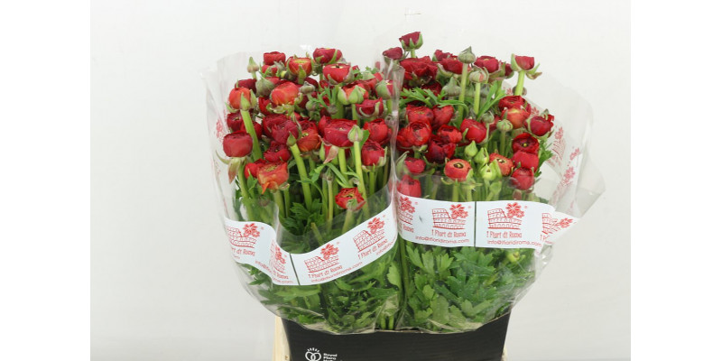 Ranunculus El Red 46cm A1 Col-Red