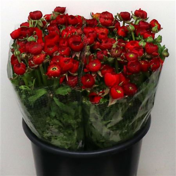 Ranunculus El Red Extra 40cm A1