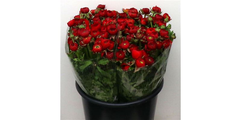 Ranunculus El Red Extra 40cm A1