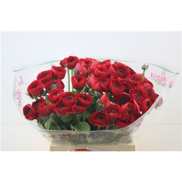 Ranunculus Cloni Red 45cm A1