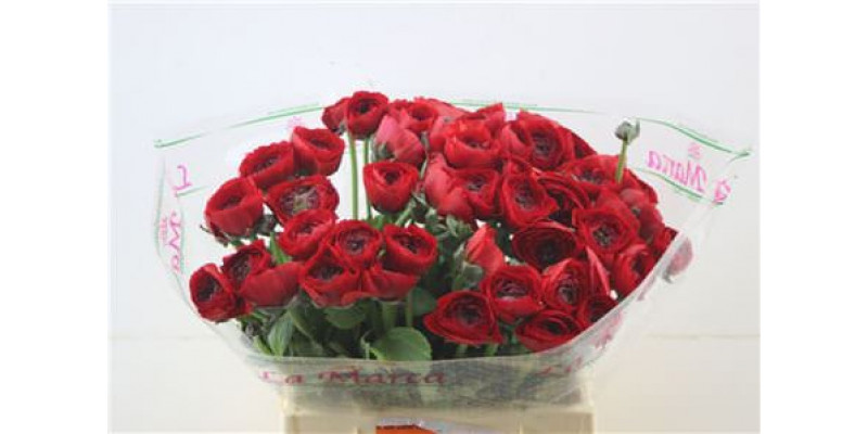 Ranunculus Cloni Red 45cm A1