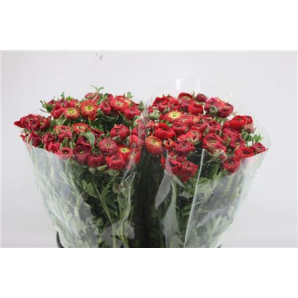 Ranunculus Elegance Red 45cm A1