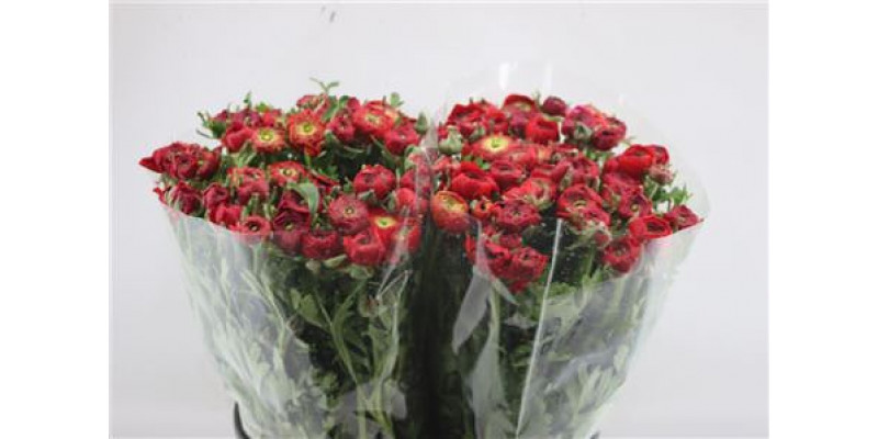 Ranunculus Elegance Red 45cm A1