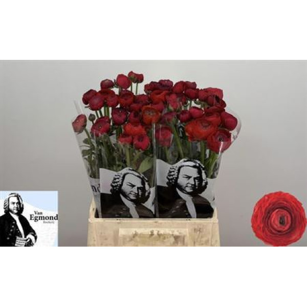Ranunculus El Red N L 45 cm A1