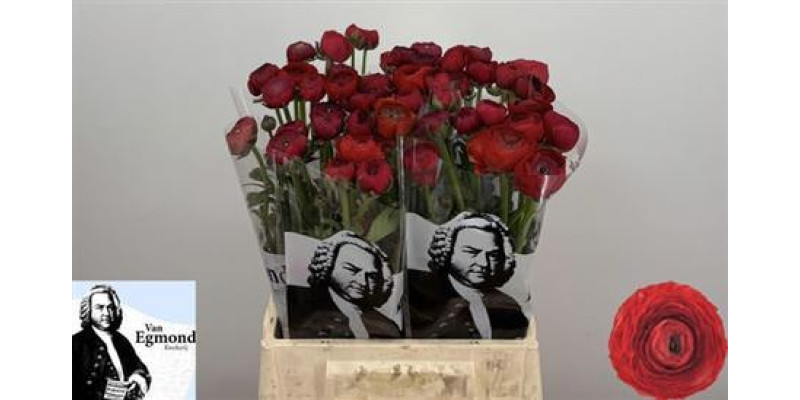 Ranunculus El Red N L 45 cm A1