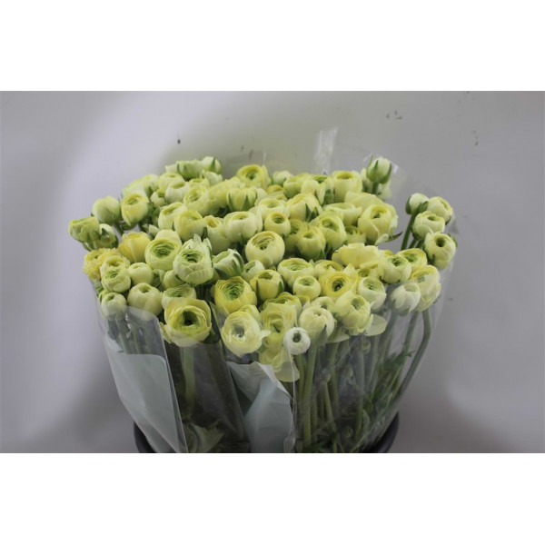 Ranunculus El Creme 45cm A1 Col-Cream