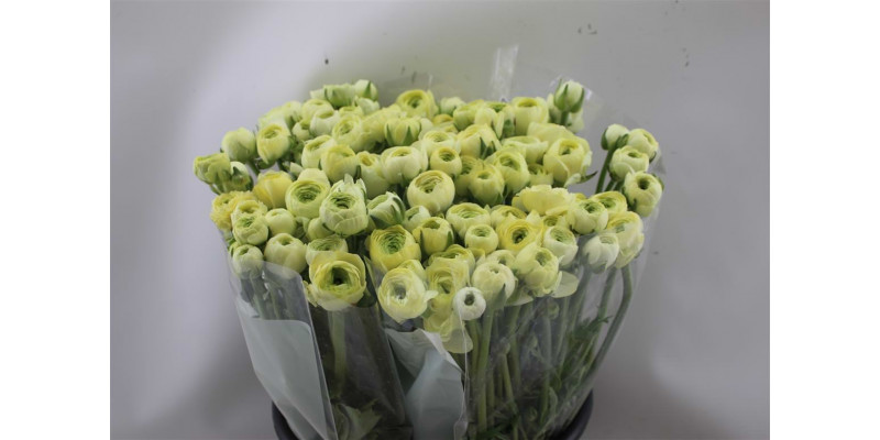 Ranunculus El Creme 45cm A1 Col-Cream