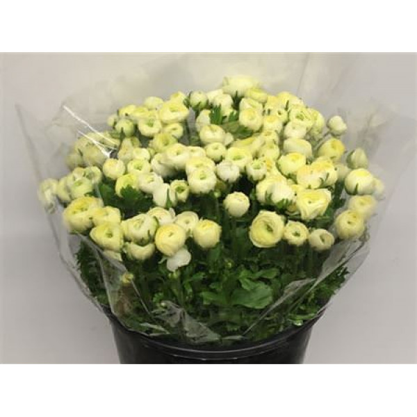 Ranunculus El Creme Extra 40cm A1