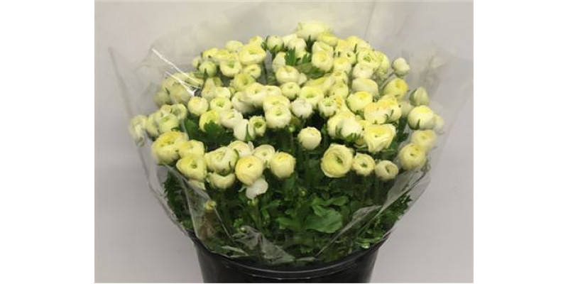 Ranunculus El Creme Extra 40cm A1