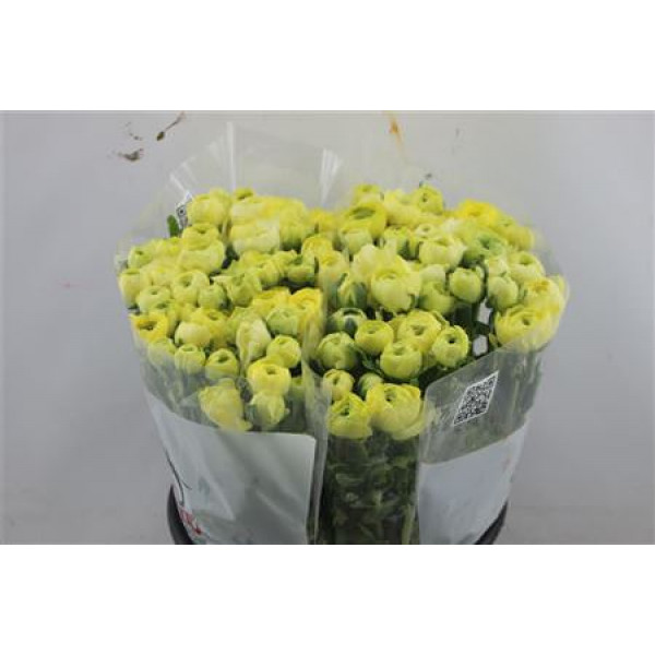 Ranunculus Elegance Creme 45cm A1