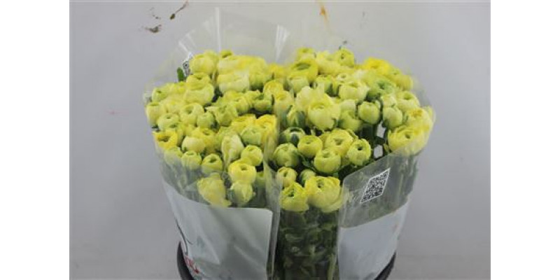 Ranunculus Elegance Creme 45cm A1