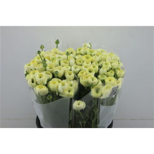 Ranunculus Elegance Creme 45cm A1