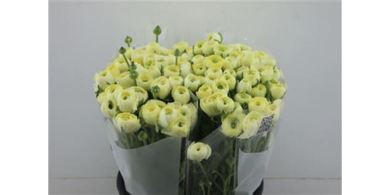 Ranunculus Elegance Creme 45cm A1