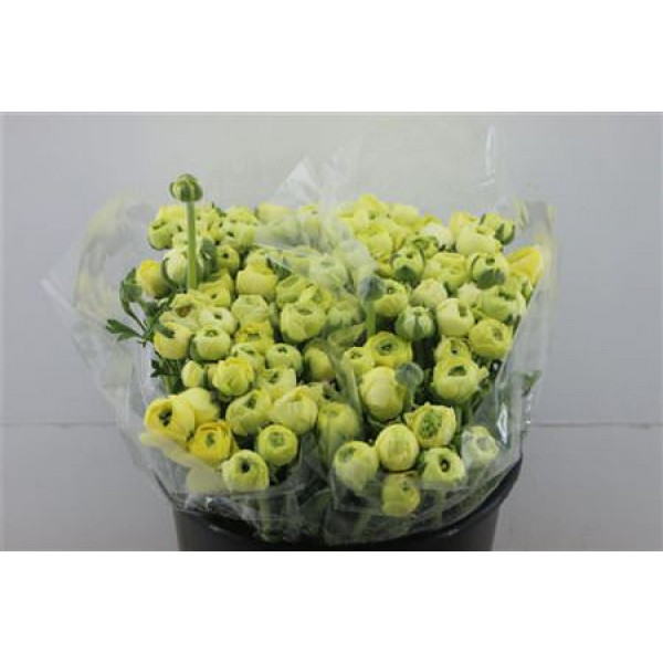 Ranunculus Ex Cream Extra 40cm A1