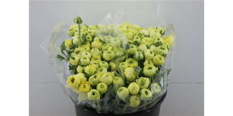 Ranunculus Ex Cream Extra 40cm A1