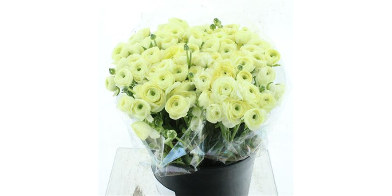 Ranunculus El Creme 45 cm A1