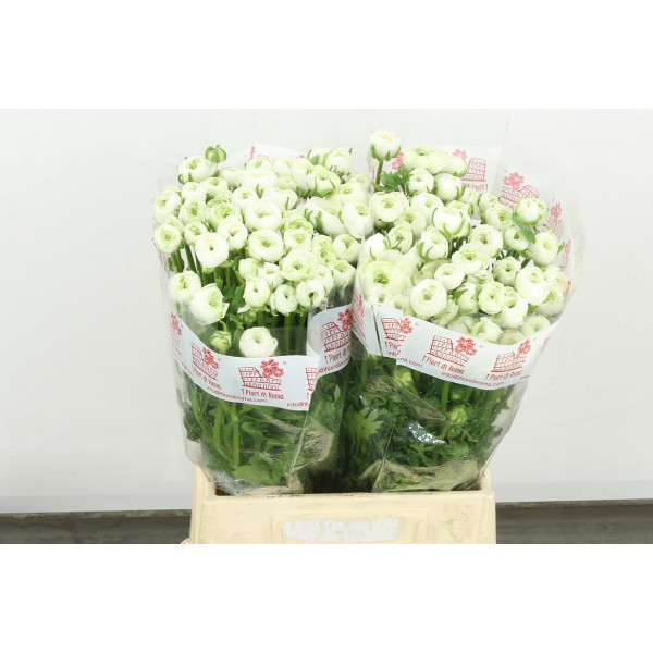 Ranunculus El White 45cm A1 Col-White