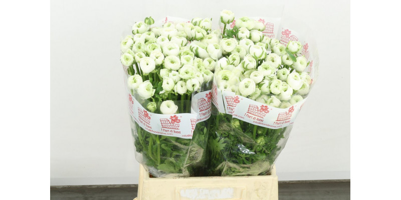 Ranunculus El White 45cm A1 Col-White