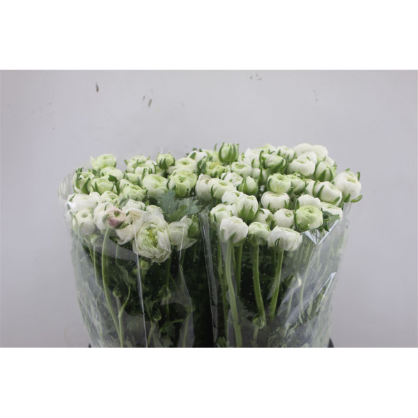 Ranunculus El White 45cm  Col-White