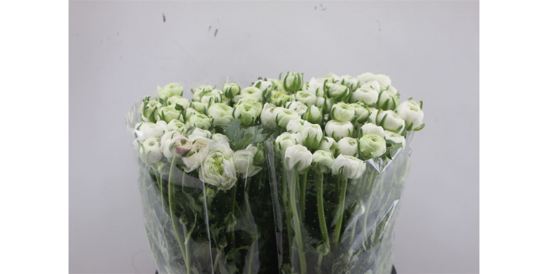 Ranunculus El White 45cm  Col-White