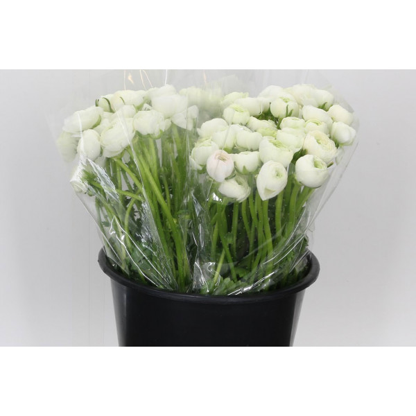 Ranunculus El Wit 45 A1White