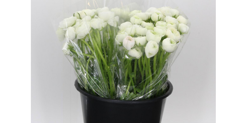 Ranunculus El Wit 45 A1White