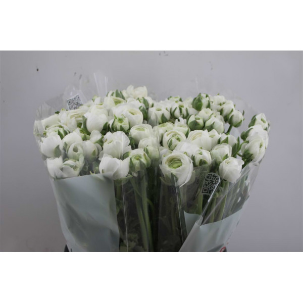 Ranunculus El White 45cm A1