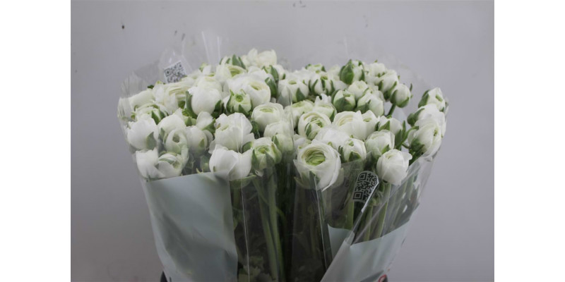 Ranunculus El White 45cm A1