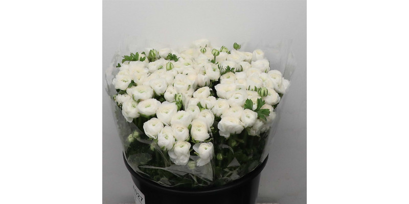 Ranunculus El White Extra 40cm A1