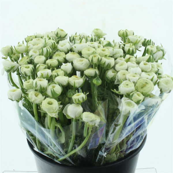 Ranunculus Bulbilli White Extra 40cm A1