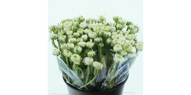 Ranunculus Bulbilli White Extra 40cm A1