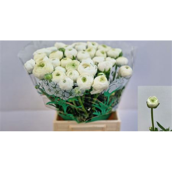 Ranunculus El White 45cm A1