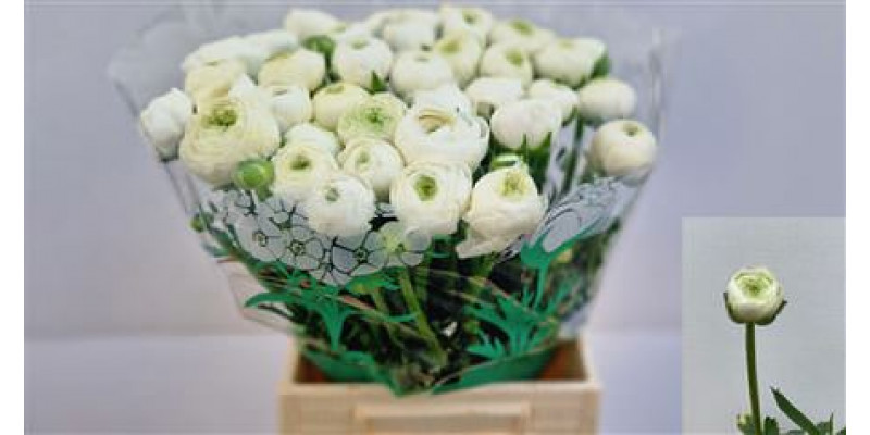 Ranunculus El White 45cm A1