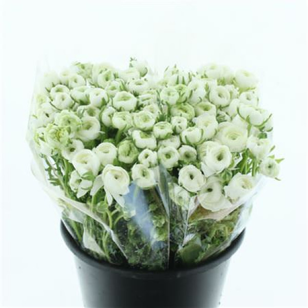 Ranunculus El White Extra 45cm A1