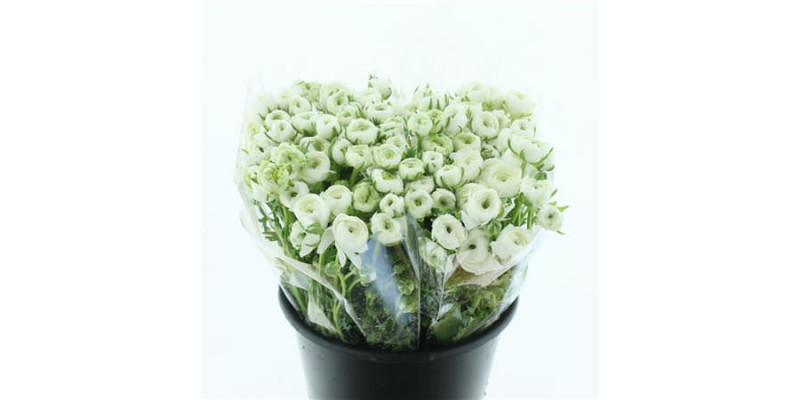 Ranunculus El White Extra 45cm A1