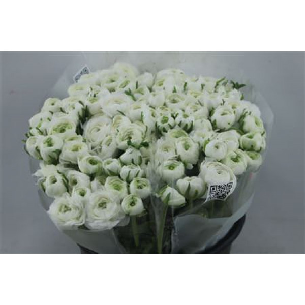 Ranunculus Elegance White 45cm A1