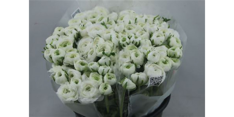 Ranunculus Elegance White 45cm A1