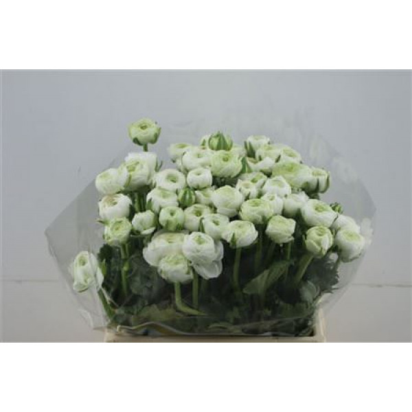 Ranunculus El White 40cm A1