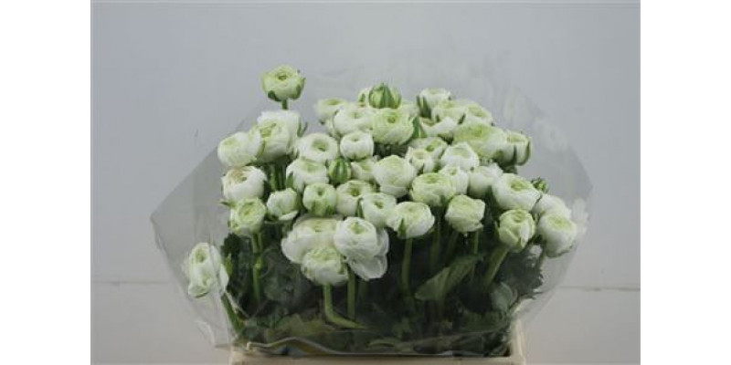 Ranunculus El White 40cm A1