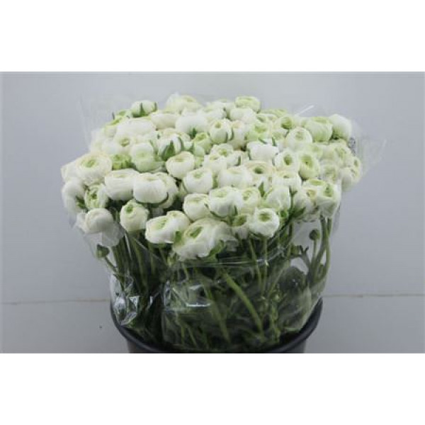 Ranunculus Elegance White 45cm A1