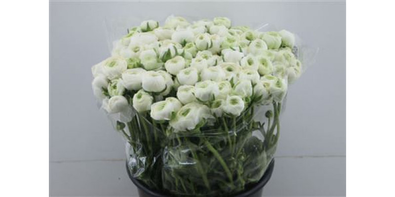 Ranunculus Elegance White 45cm A1