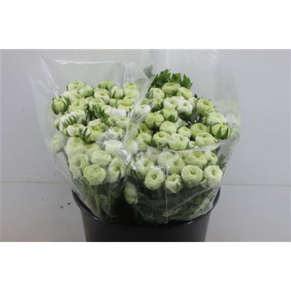 Ranunculus Ex White Extra 40cm A1