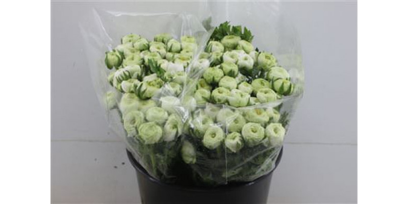 Ranunculus Ex White Extra 40cm A1